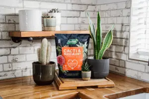 Westland Peat-free Cacti & succulent Potting mix 4L