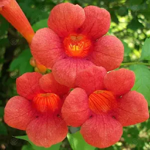 Campsis Radicans - Orange Flowers, Fast-Growing, Climbing Shrub, Hardy (20-30cm Height Including Pot)