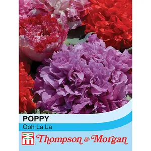 Poppy Ooh La La 1 Seed Packet (500 Seeds)