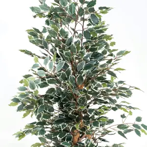 Blooming Artificial - 180cm / 6ft Variegated Artificial Ficus Tree