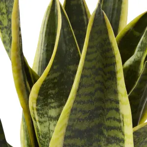 Verve Snake plant in Terracotta Plastic Grow pot 14cm