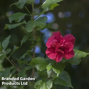 Hibiscus syriacus French Cabaret Red 9cm Pot x 1