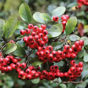 Pyracantha Orange Glow 3 Litre Potted Plant x 1