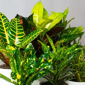 Croton Plants Indoor - Mix of 6 Real House Plants in 13cm Growers Pots