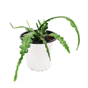 House Plant - Fishbone Cactus - 9 cm Pot size - 20-30 cm Tall - Epiphyllum Anguliger - Indoor Plant