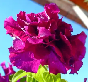 Petunia Double Cascade Burgundy & Plum 1 Seed Packet  (25 Seeds)