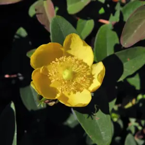 Hypericum Dummeri Peter Dummer 1.5 Litre Pot x 1