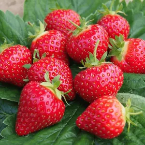 3 x Strawberry Hapil Fruit Plants - Hardy Garden Bushes in 9cm Pots