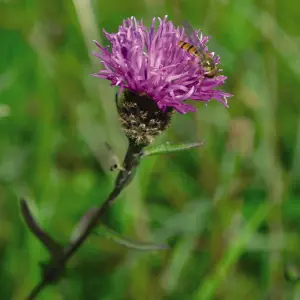 Knapweed Promo New Kew Range 1 Seed Packet