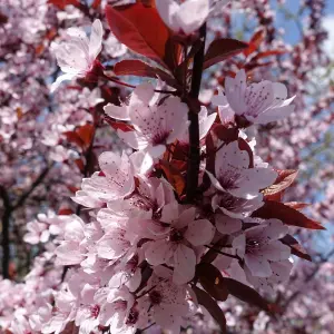 Cherry Plum Pleached Tree with Staking Kit - 180cm Stem and 12cm Girth