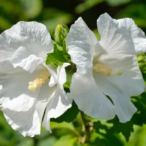 Hibiscus Flower Tower white - Enjoy an mpressive display of white blooms with the easy to grow shrub 1 x 9cm pot