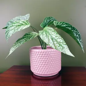 35cm Artificial Spotted Leopard Plant in Planter