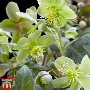 Helleborus sternii Silver Star 14cm Potted Plant x 2