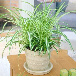 Chlorophytum variegatum: Variegated Spider Plant, Air-Purifying Indoor Accent (20-30cm, 12cm Pot)