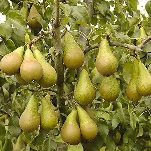 Conference Pear Patio Fruit Tree in a 5L Pot 90-110cm Tall