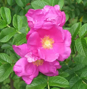 2ft Hedging Rose (Rosa Rugosa) Bare Root Hedging Plants Tree Sapling - Pack of 10