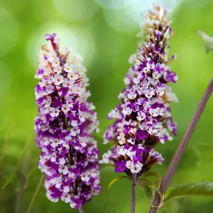 Buddleia Butterfly Bush Berries & Cream Florets in 9cm Pots Butterfly and Bee Magnet