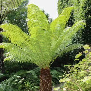 Tree Fern (Dicksonia antarctica) log - 3 feet log