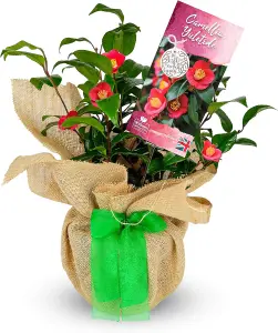 Camellia Yuletide in 2 Litre Pot - Gift Wrapped with Festive Green Bow