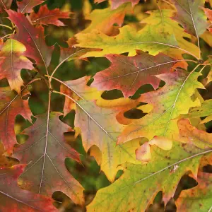 Quercus rubra 'Red Oak' Bare Root Hedge Hedging Tree Plants  (1-2ft, 5 Plants)