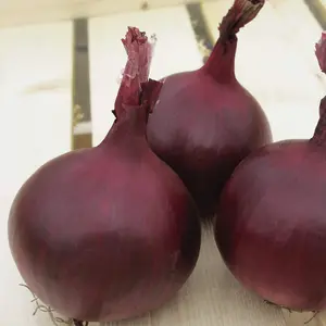 Onion Red Herald 1 Seed Packet