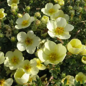 Potentilla Primrose Beauty Garden Plant - White and Yellow Blooms, Compact Size (10-30cm Height Including Pot)