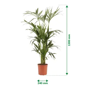 Verve Kentia Palm in Plastic Grow pot 24cm