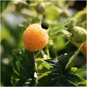 5 'Fallgold' Yellow Raspberry Canes / Rubus Idaeus 'Fallgold', Extremly Tasty 3FATPIGS