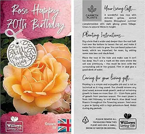 Happy 70th Birthday Rose Bush Gift Wrapped- Plant Gift Perfect for Gardeners