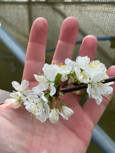 Victoria Plum Fruit Tree 4-5ft Juicy, Self Fertile & Ready to Fruit, Supplied in a 5 Litre Pot