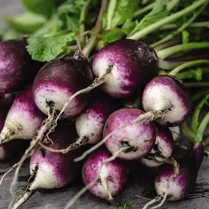 Radish Diana 1 Seed Packet (350 Seeds)