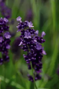 Lavender Hidcote 3 Litre Potted Plant x 1