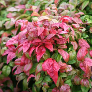 Fire Power Heavenly Bamboo Shrub Plant Nandina Domestica 2L Pot