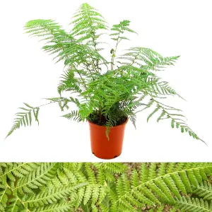 Tree Fern Plant - 40-50cm In Height - Dicksonia Antarctica In a 17cm pot