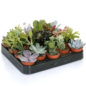 Succulent Plants - 3 Indoor Plant Mix, Evergreen Houseplant Collection in 5.5cm Pots