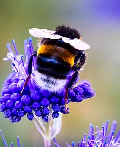  Caryopteris Blue Balloon - Autumn Flowering Shrub 1 X 9cm Pot