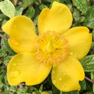 Hypericum Radiance Garden Shrub - Bright Yellow Blooms