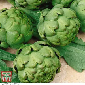 Artichoke Imperial Star 1 Seed Packet (12 Seeds)