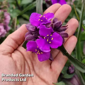 Tradescantia Brainstorm 9cm Pot x 2