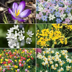 500 Spring Flowering Bulb Collection - Contains 6 varieties - Ideal for Garden Borders & Patio Containers