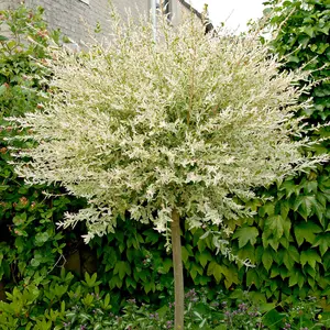 Flamingo Willow Tree, Salix Integra 'Hakuro-nishiki' - 80cm Standard Tree in a 3L Pot