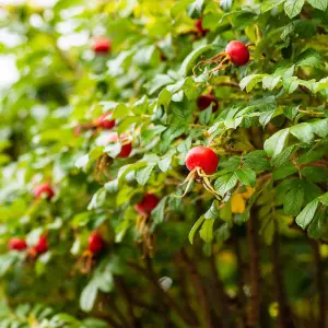 Hedge Ramanas Rose (Rosa rugosa) 1 Bare Root Plant