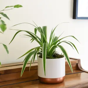 Houseplant Chlorophytum (Spider Plant) Comosum Variegatum (Height 32cm) 12cm Pot x 2 & Incredifeed