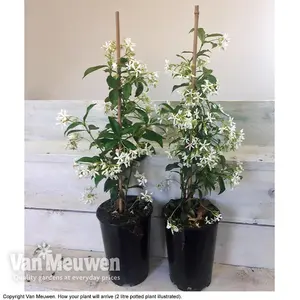 Trachelospermum Jasminoides 3 Litre Potted Plant x 1