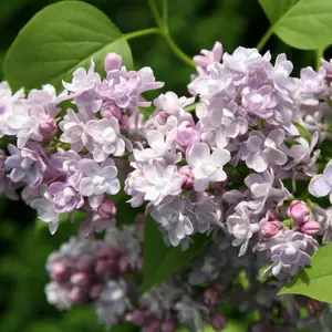 Katherine Havemeyer Common Lilac Shrub Plant Syringa Vulgaris 3L Pot