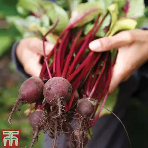 Beetroot Pablo F1 Hybrid 1 Seed Packet (250 Seeds)