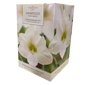 Amaryllis 'Snow Queen' Indoor Growing Kit