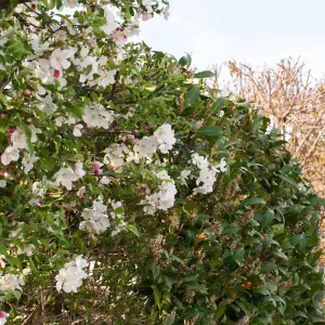 Hedge Crab Apple (Malus sylvestris) 1 Bare Root Plant