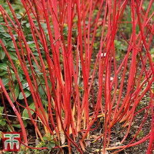 Cornus alba Sibirica 9cm Pot x 1