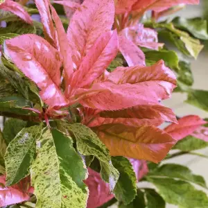 Photinia Pink Crispy Garden Shrub - Colorful Foliage, Compact Size (15-25cm Height Including Pot)